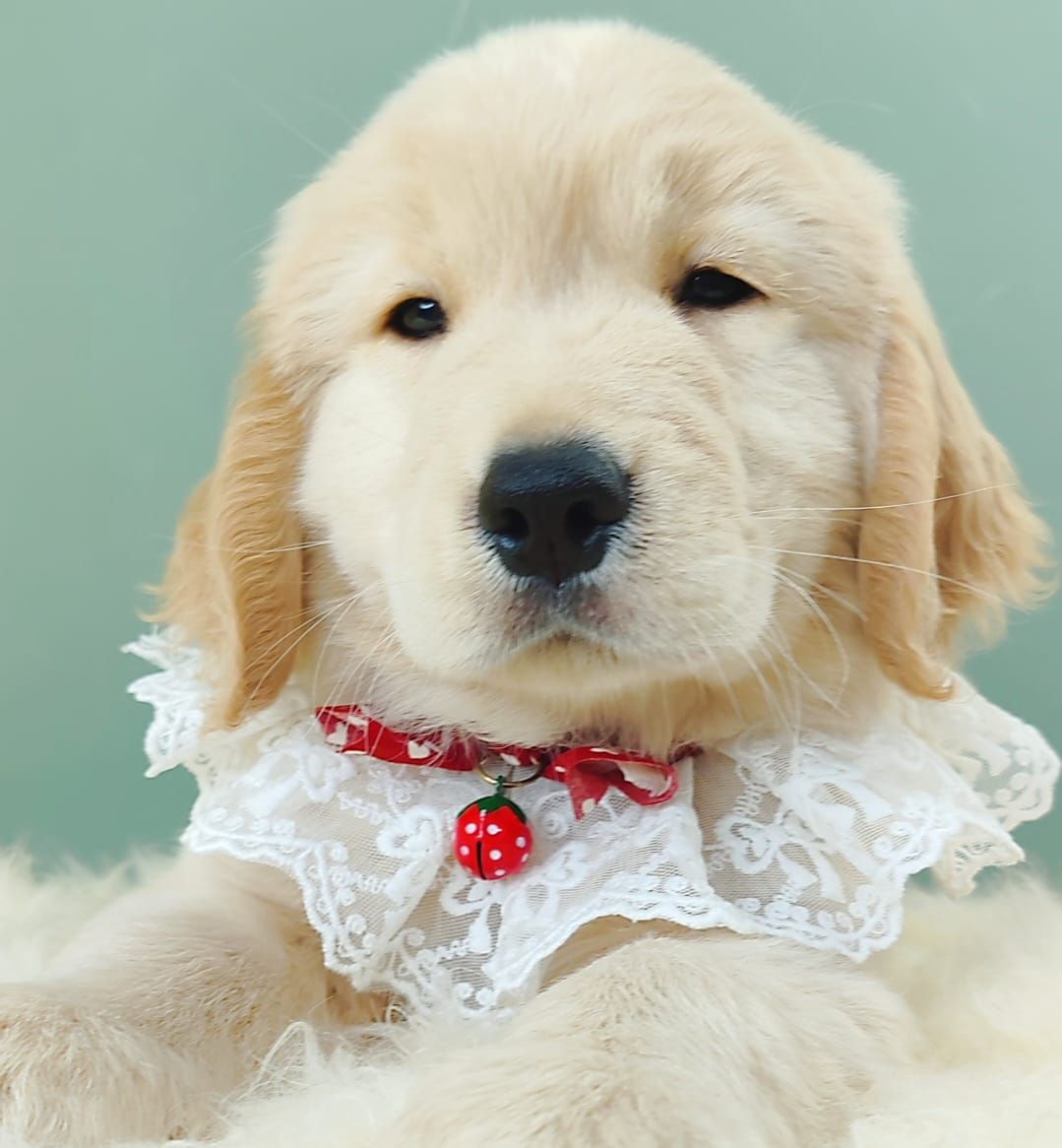 Golden Retriever 黄金猎犬