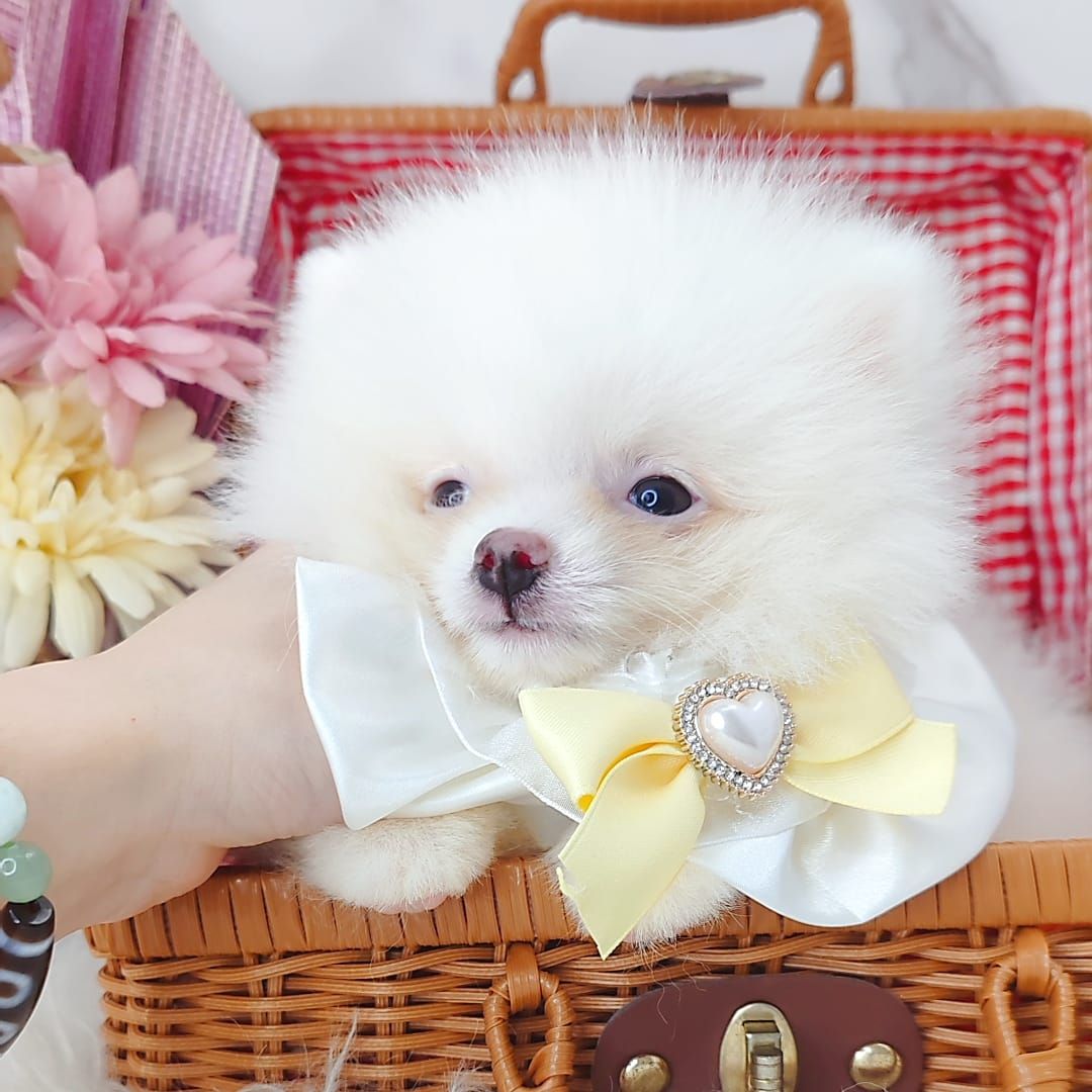 Pomeranian 博美