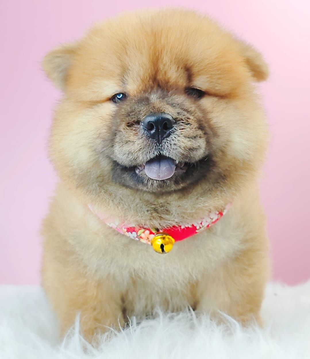 Chow Chow 松狮犬