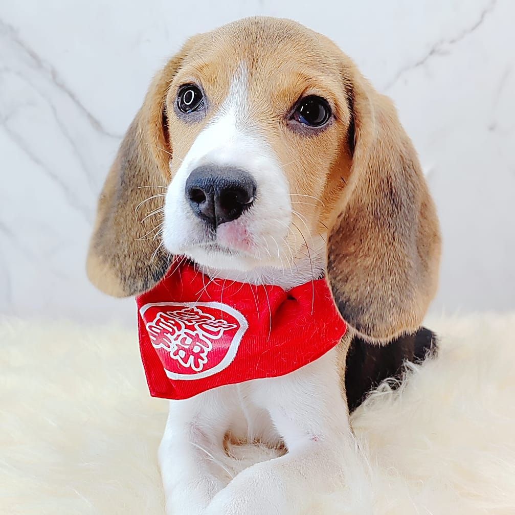 Beagle 米格鲁