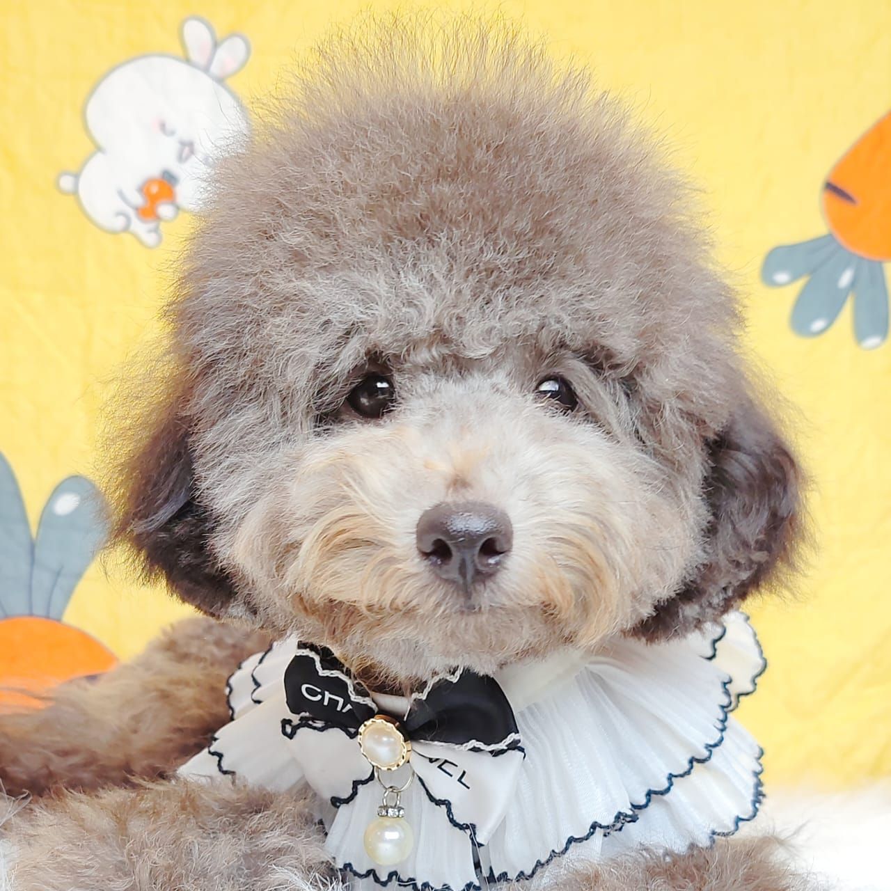Poodle 娉拌开璐靛