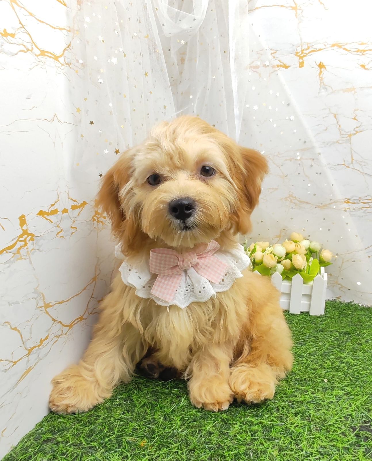 Poodle 娉拌开璐靛