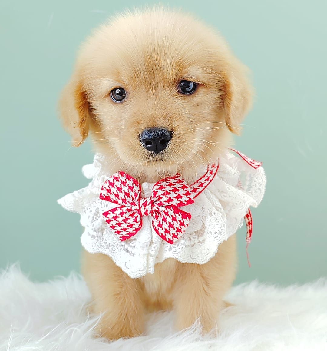 Golden Retriever 黄金猎犬