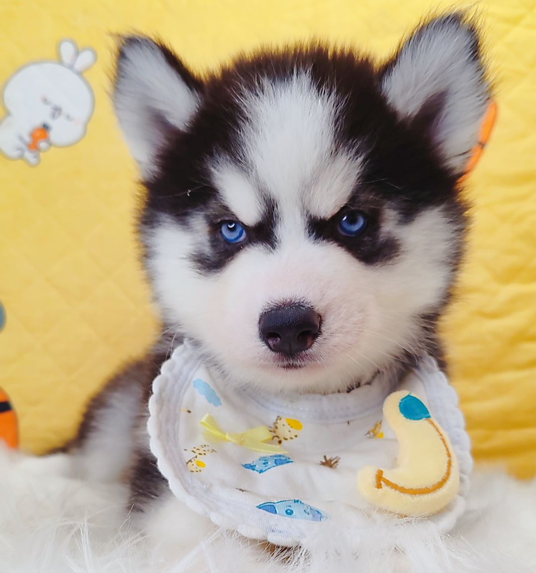 Wooly Husky 哈士奇