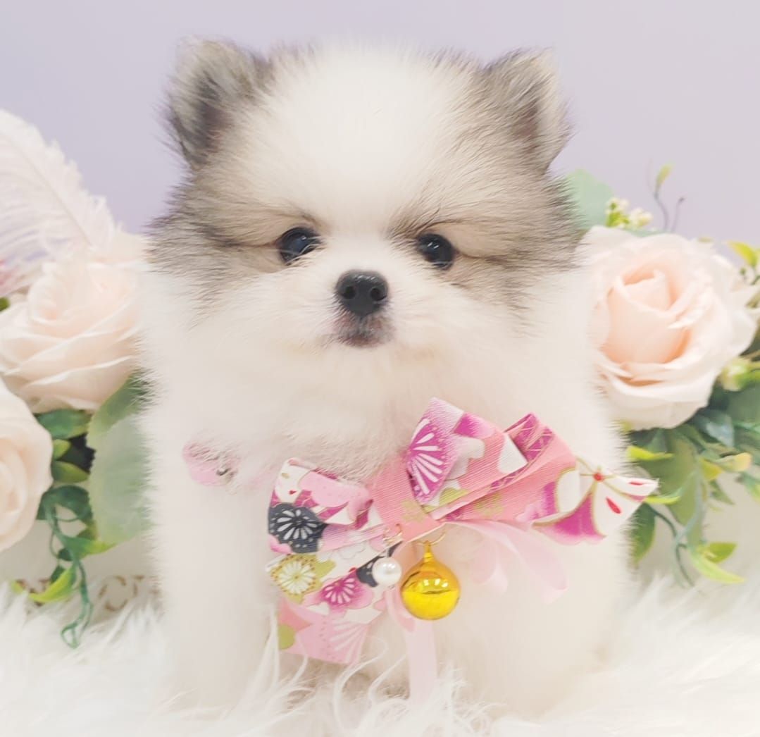  Pomeranian 博美