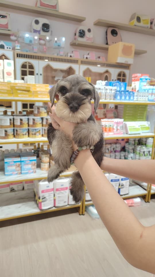 Schnauzer 雪纳瑞