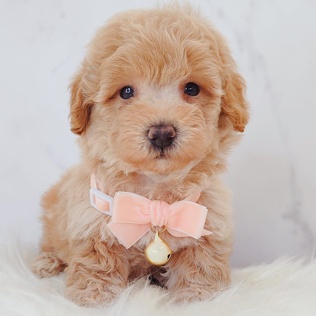 Maltipoo 马尔泰迪