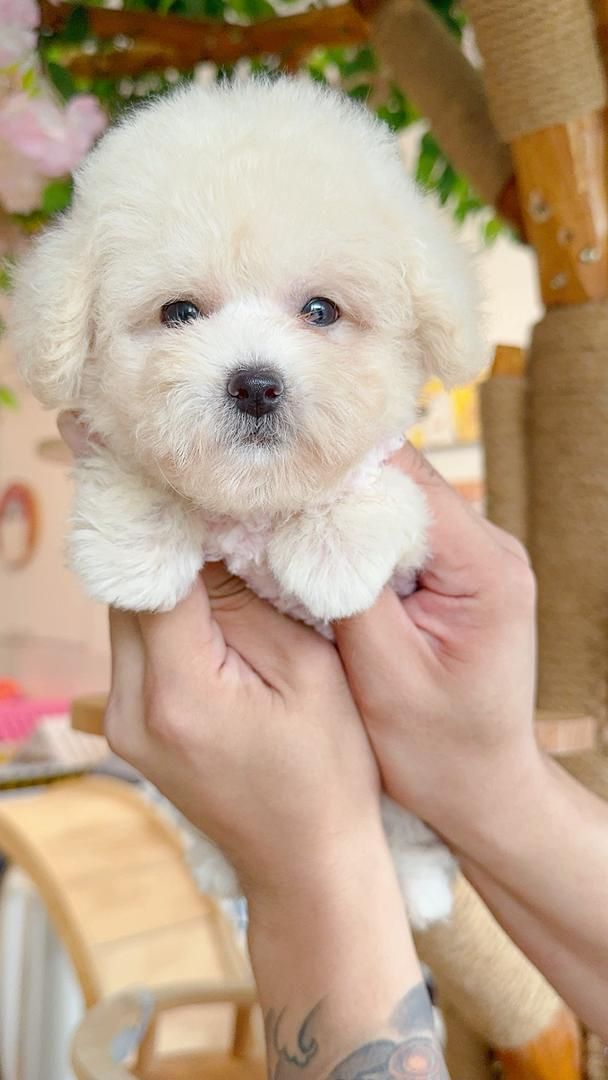 Poodle 娉拌开璐靛