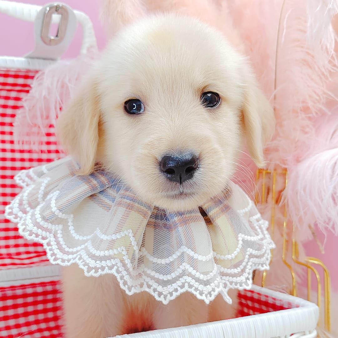 Golden Retriever 黄金猎犬