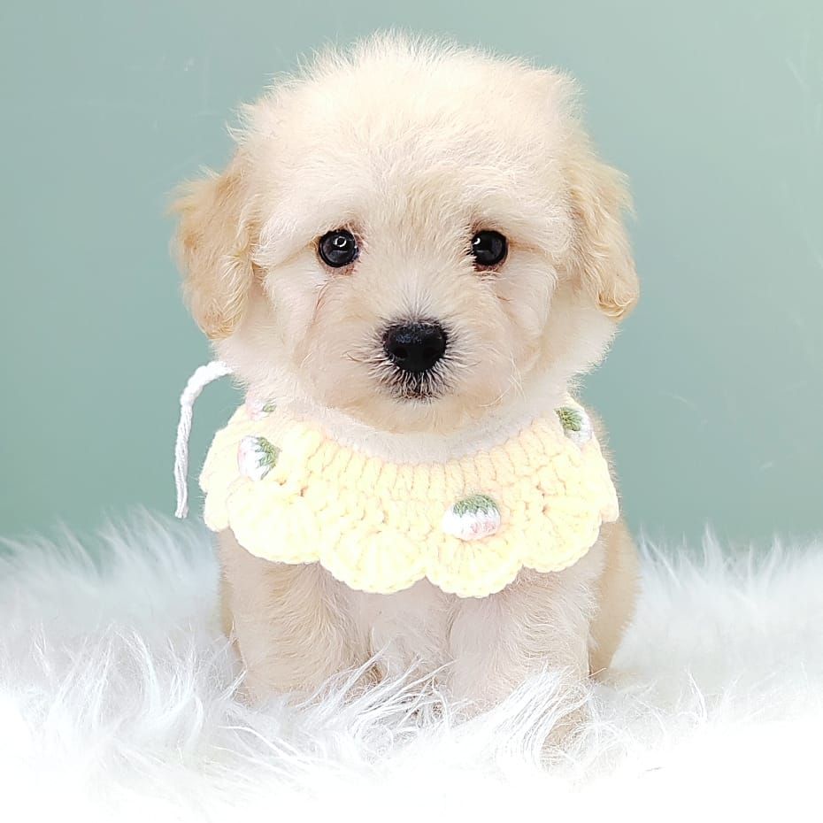 Poodle 娉拌开璐靛