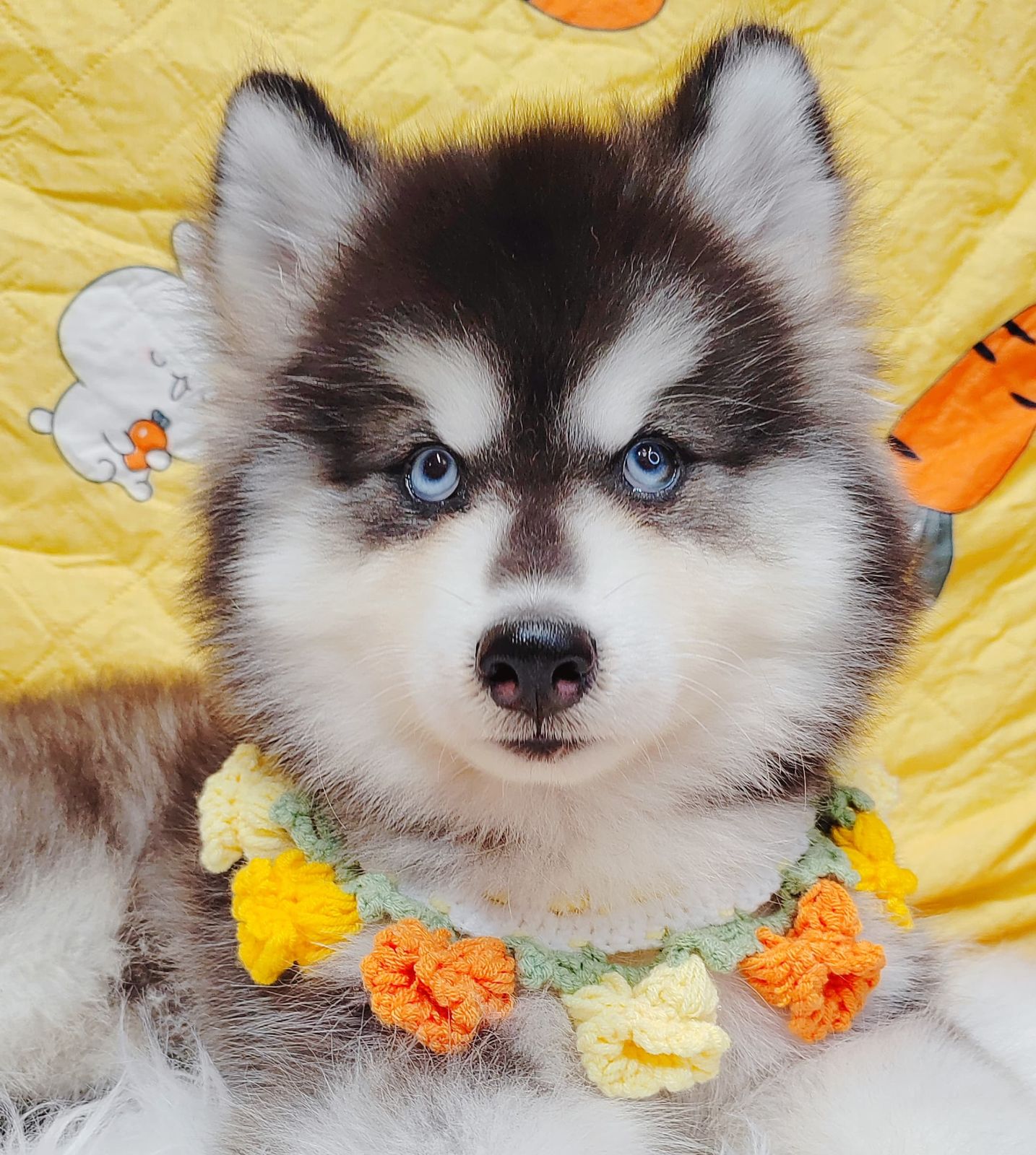 Wooly Alaskan 长毛哈士奇