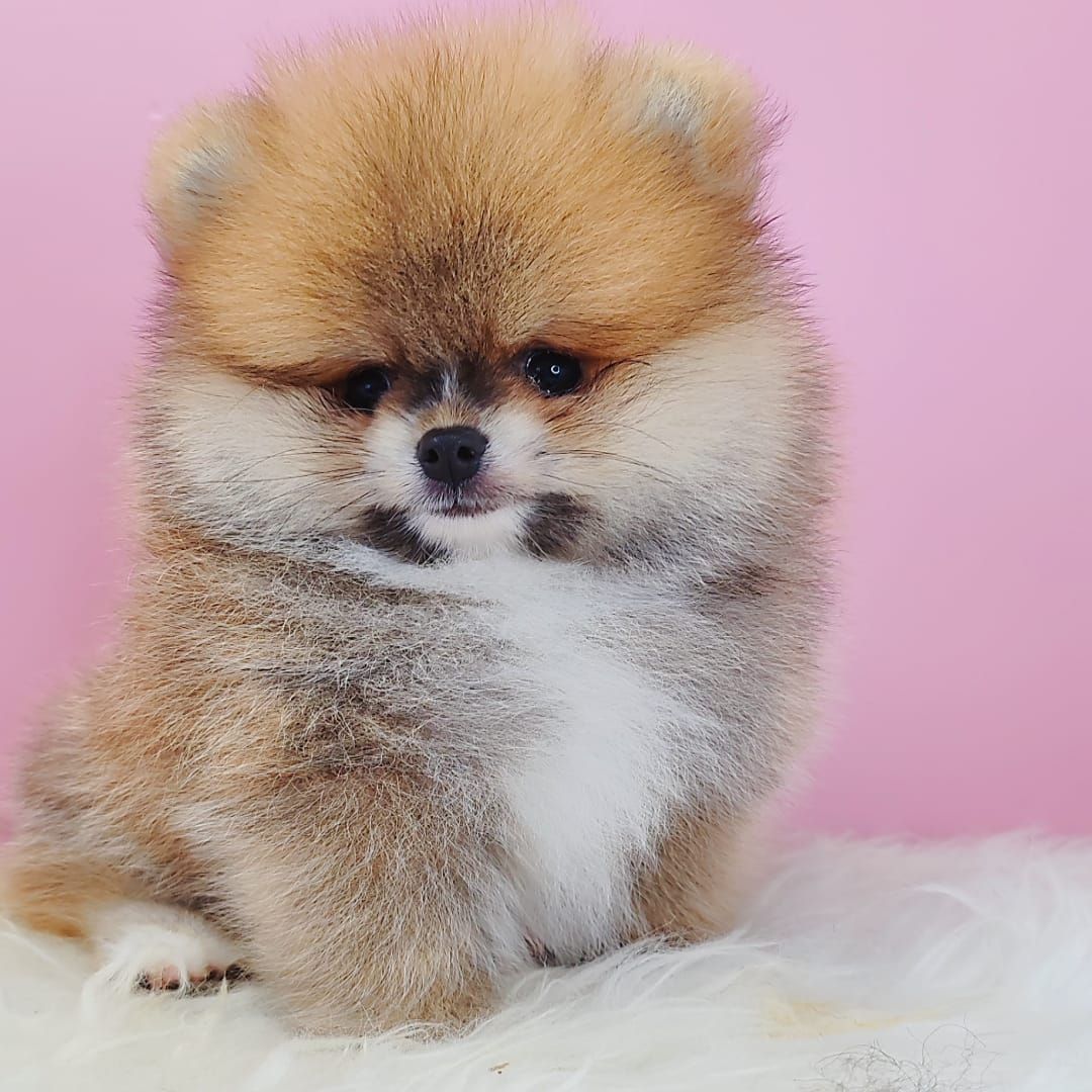 Pomeranian 博美