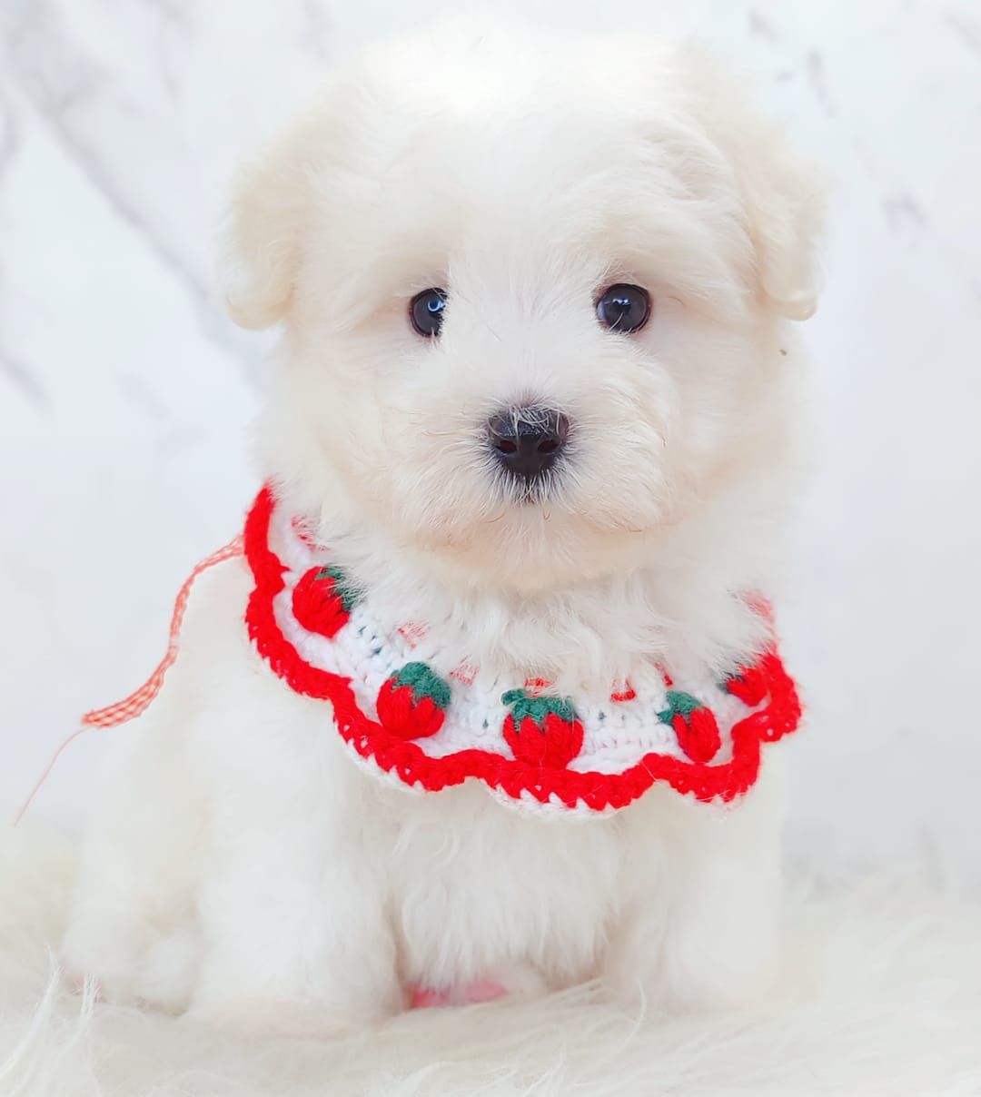 Maltipoo 马尔泰迪