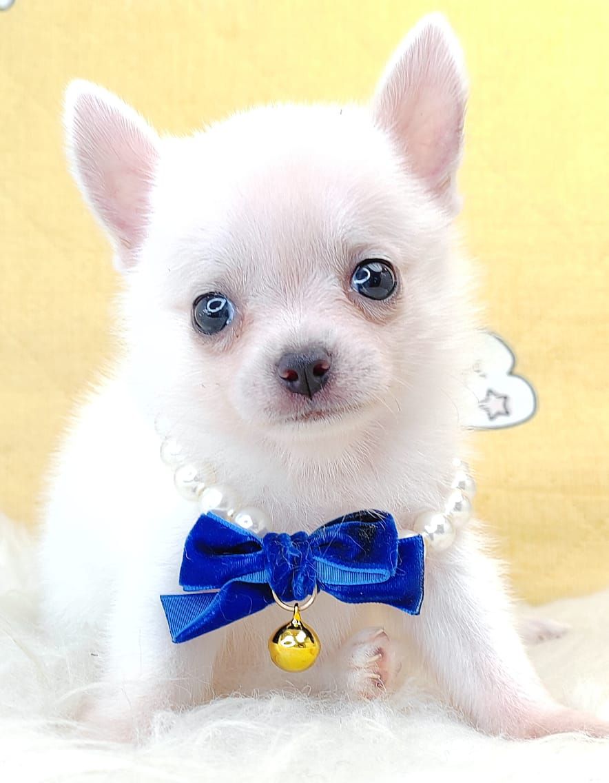 Chihuahua 吉娃娃