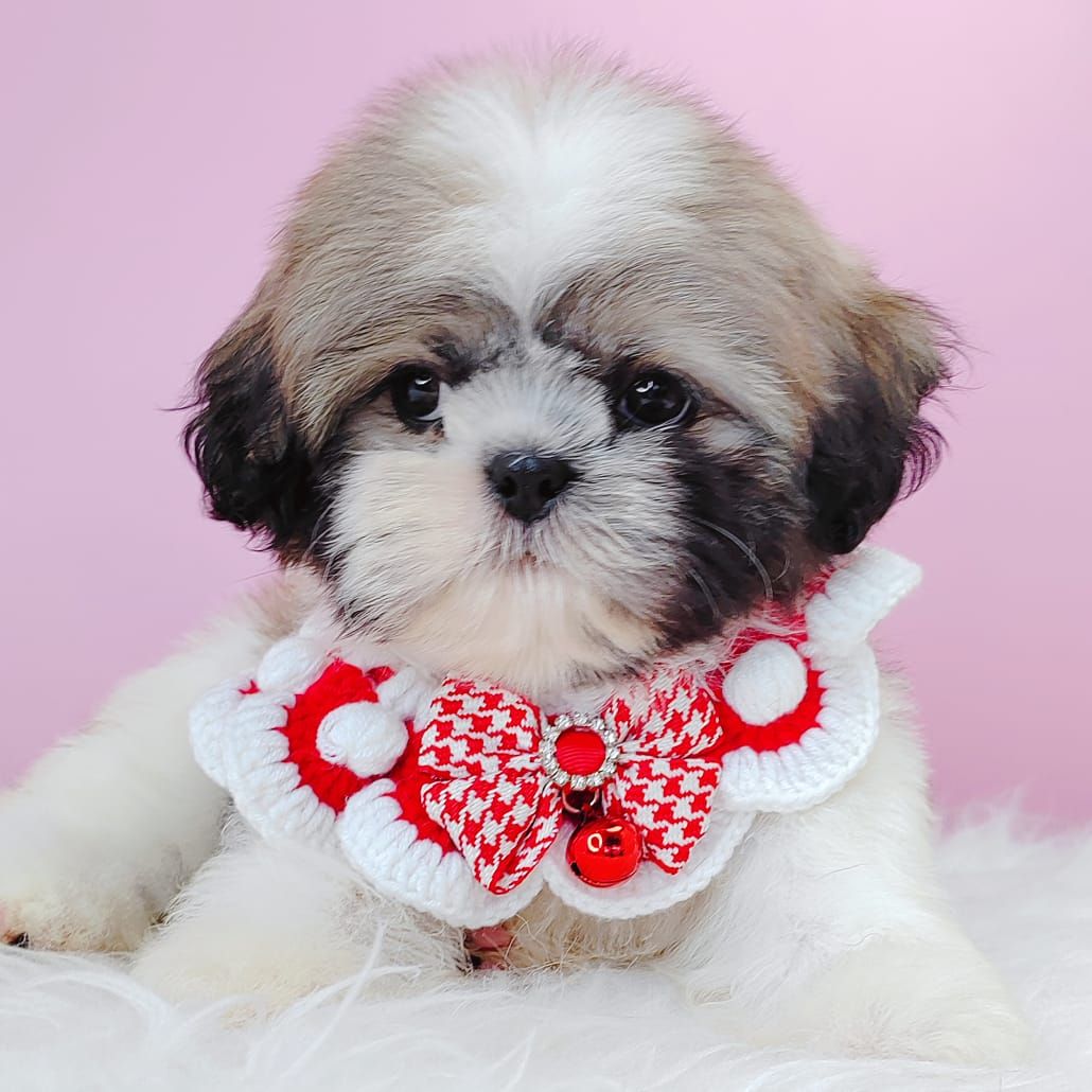 Shih Tzu 西施