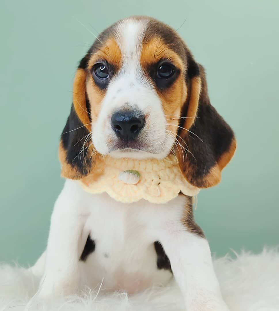 Beagle 米格鲁