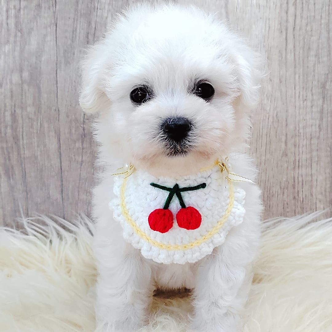 Bichon Frise 比熊
