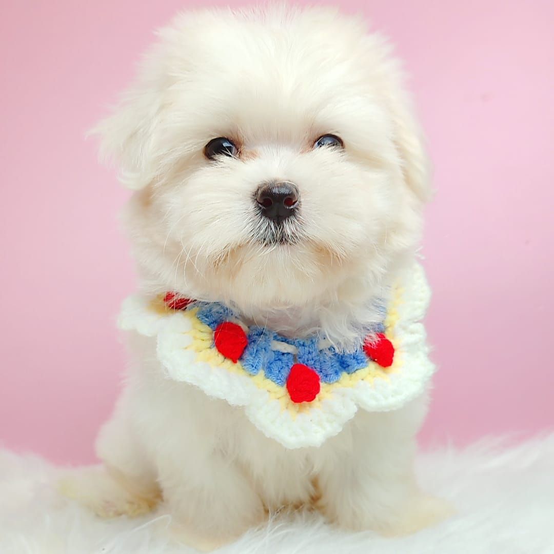 Maltese 马尔济斯