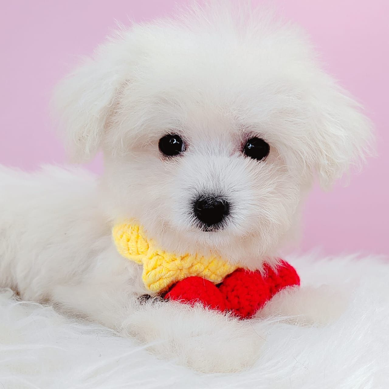 Poochon 泰迪熊