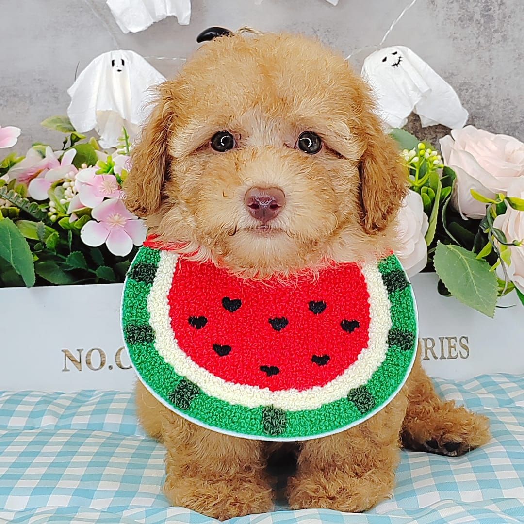 Poodle 娉拌开璐靛