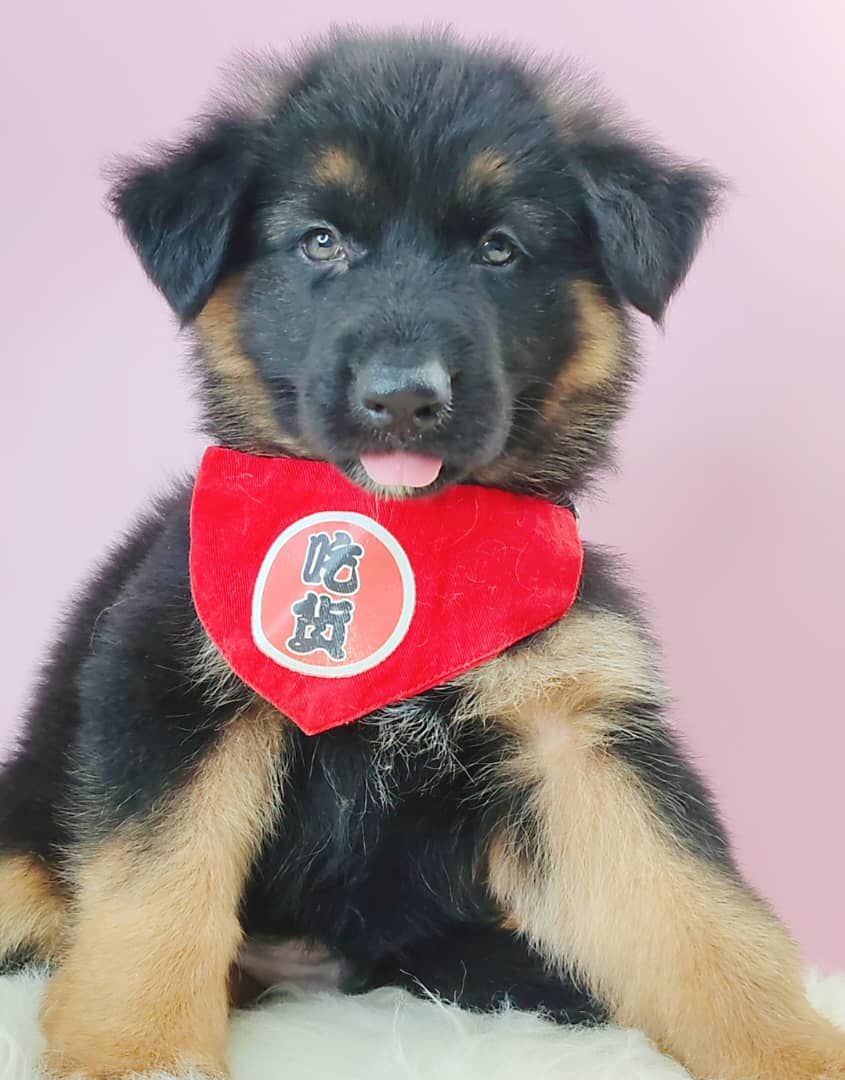 German Shepherd 德国牧羊犬