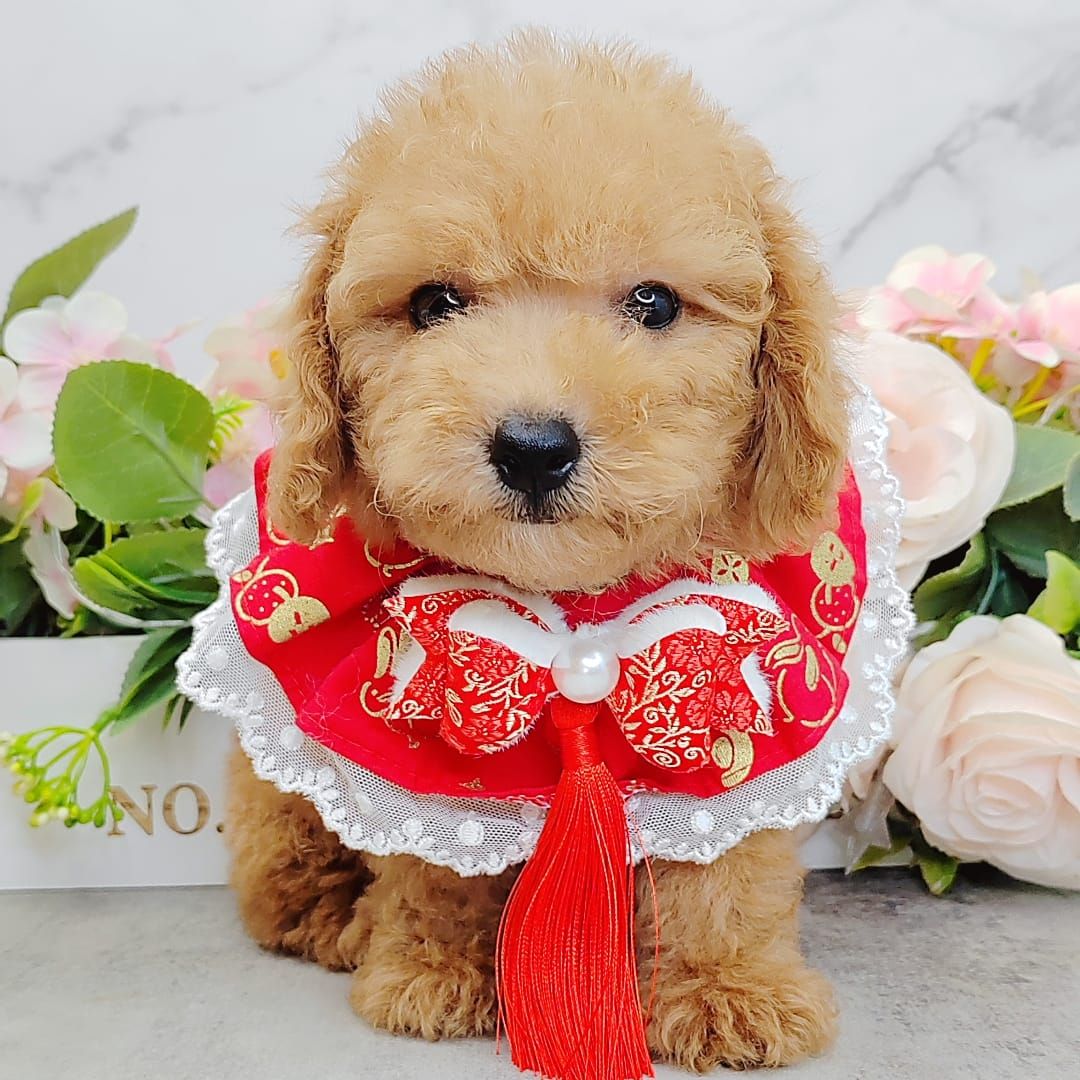  Poodle 娉拌开璐靛