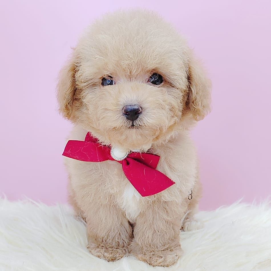 Poodle 娉拌开璐靛
