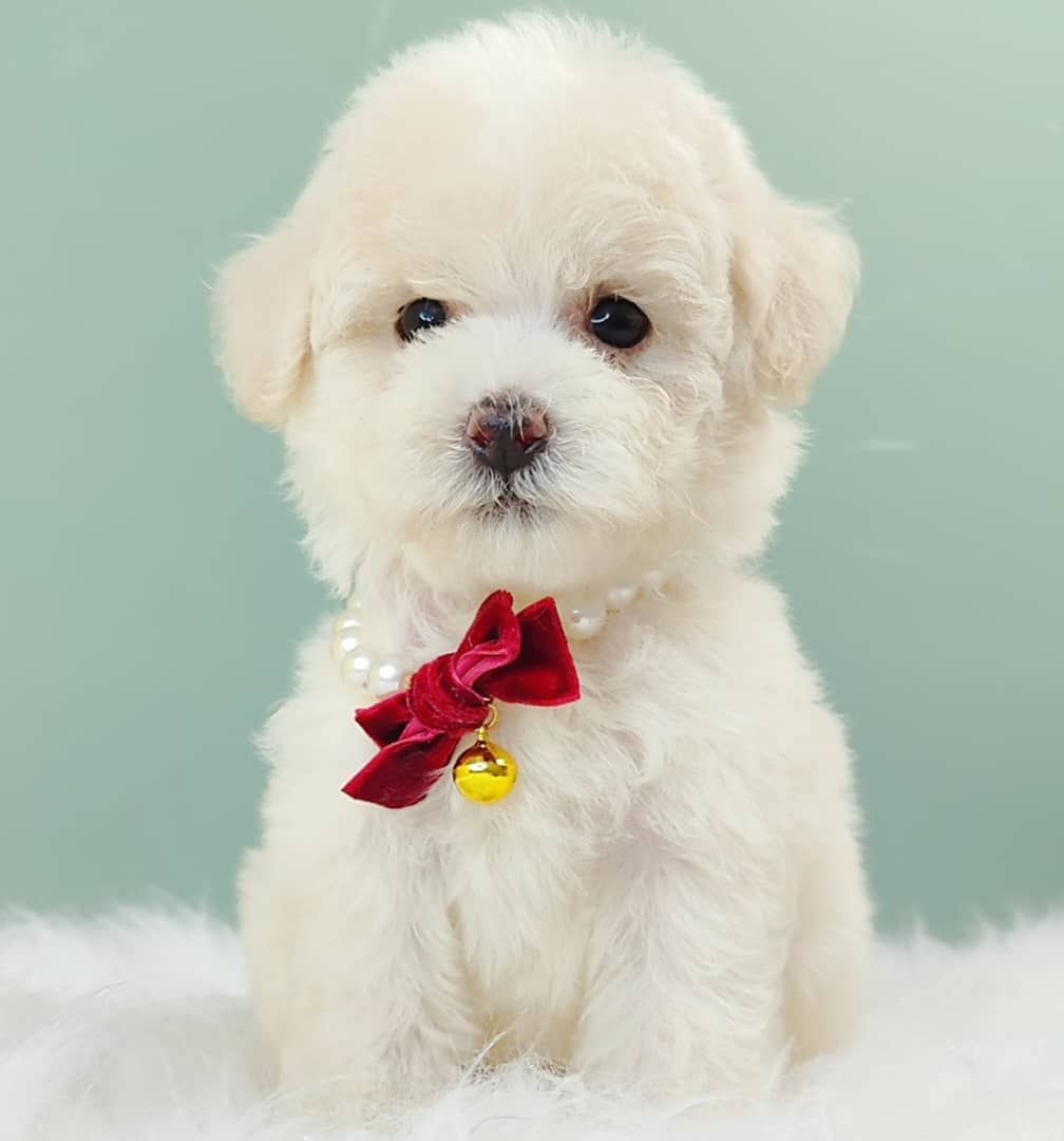 Maltipoo 马尔泰迪