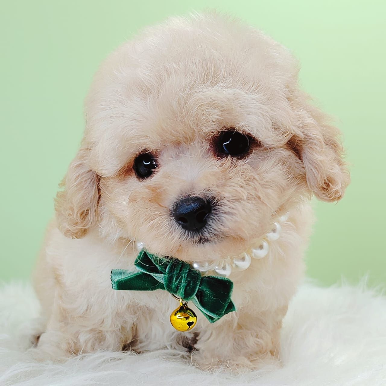 Maltipoo 马尔泰迪