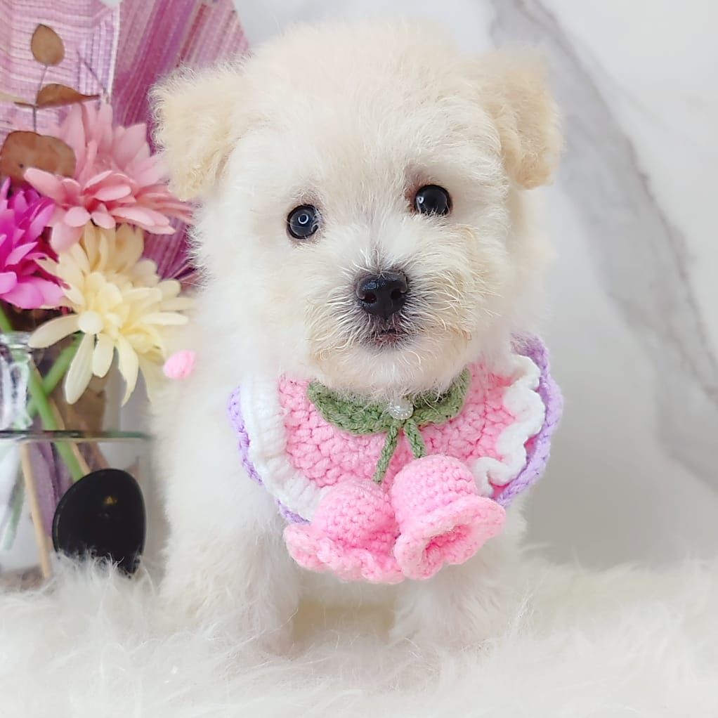 Maltipoo 马尔泰迪