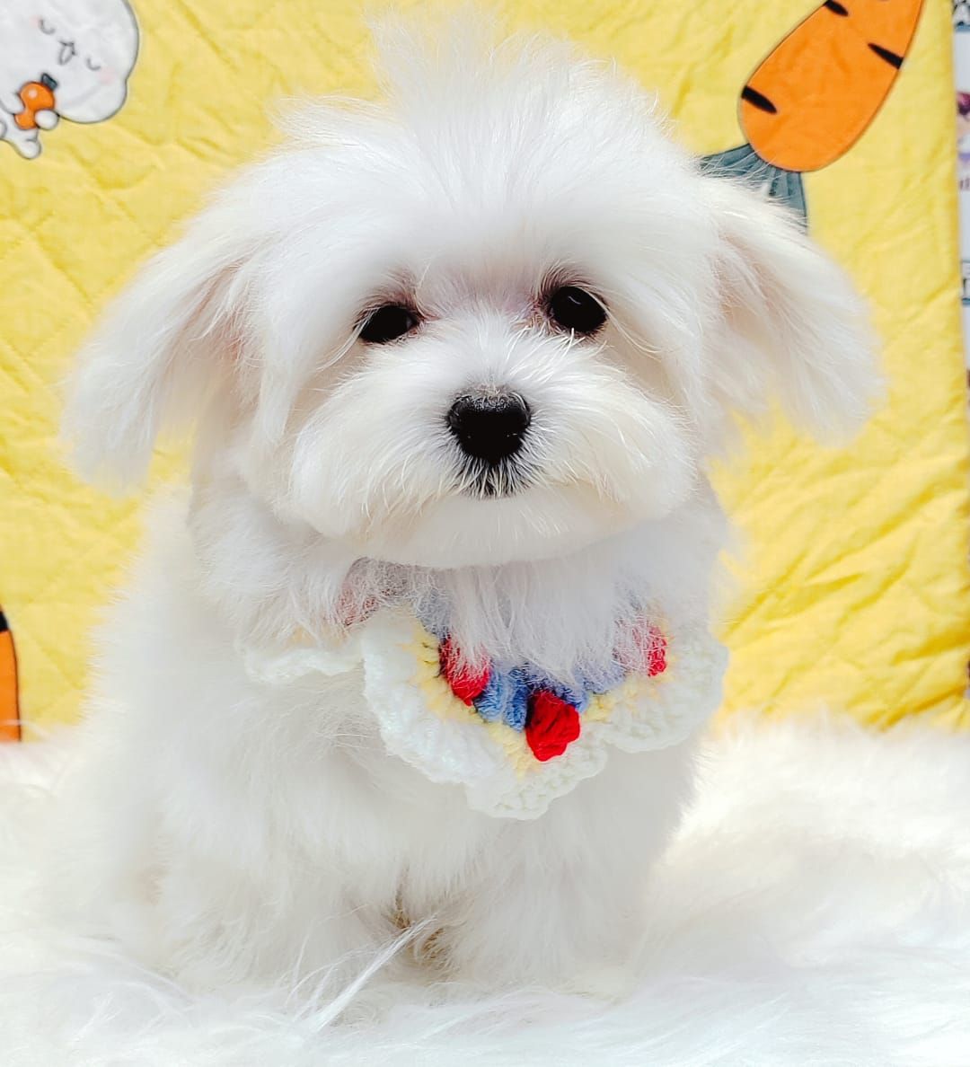 Maltese 马尔济斯