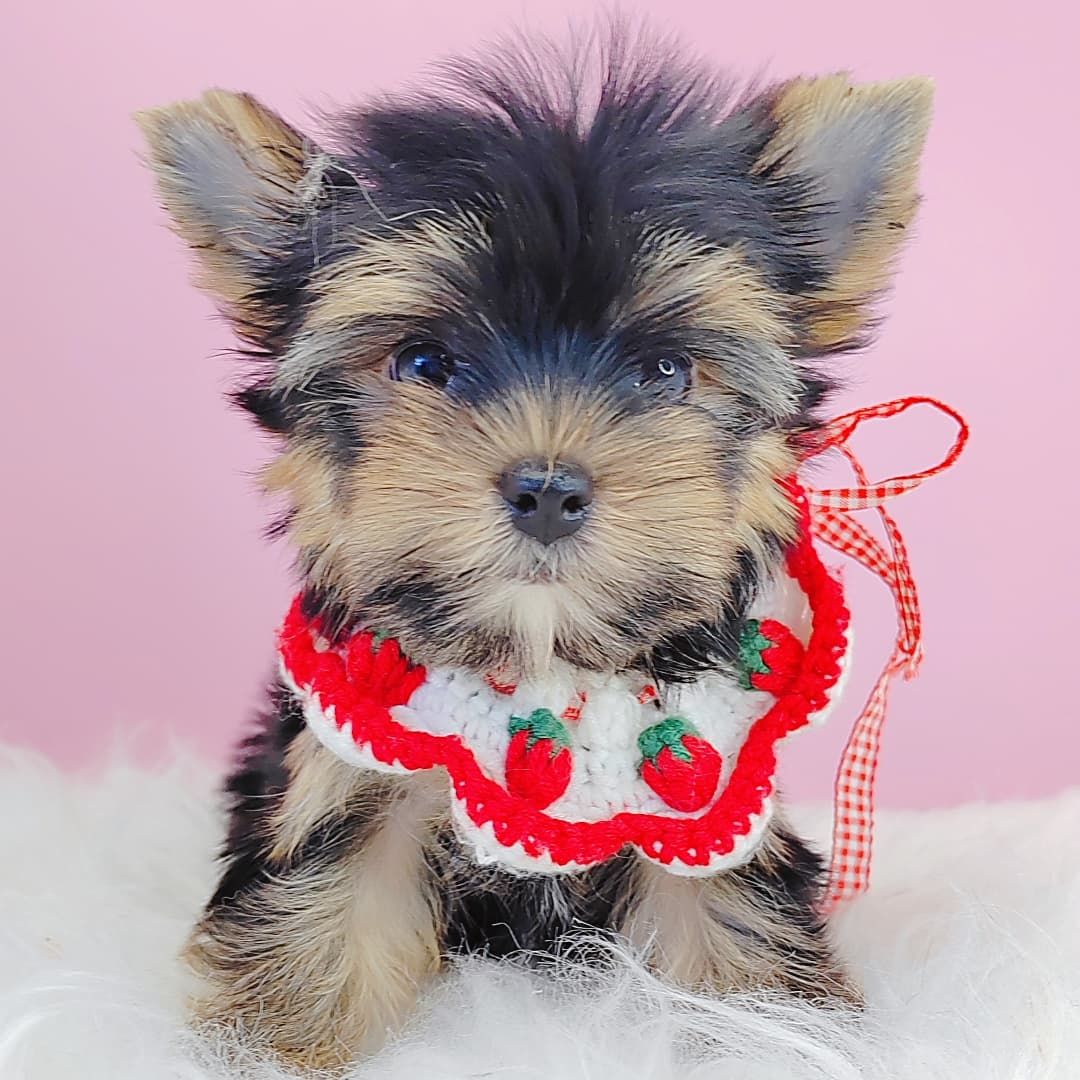 Yorkshire Terrier 约克夏