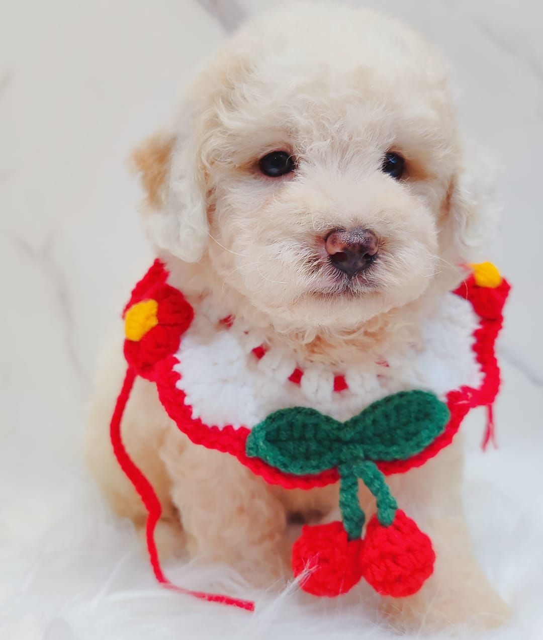 Poodle 娉拌开璐靛