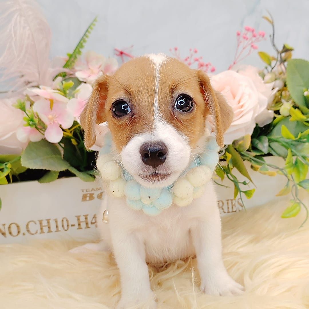 Jack Russell Terrier 杰克罗素梗