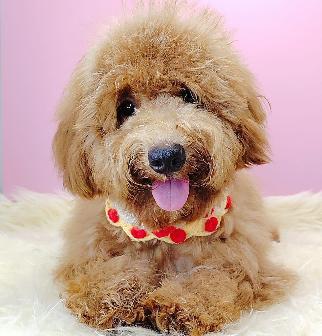 Poodle 娉拌开璐靛