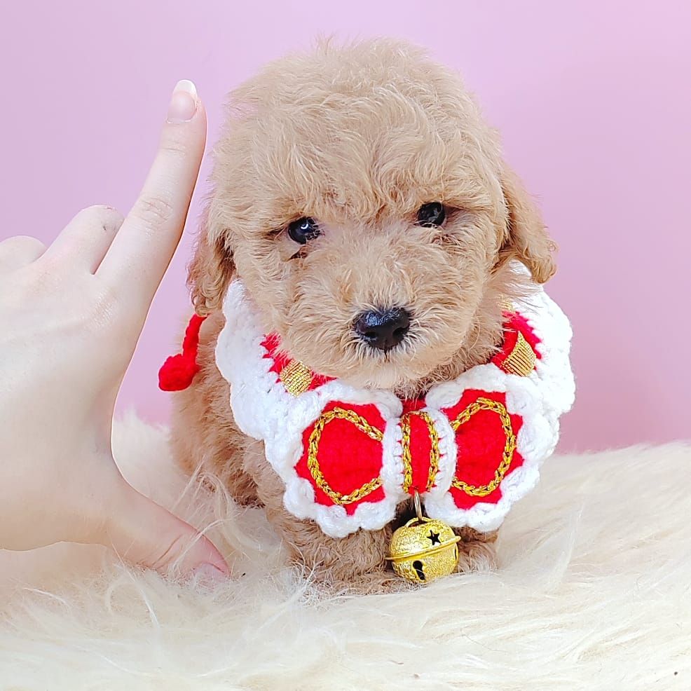 Poodle 娉拌开璐靛