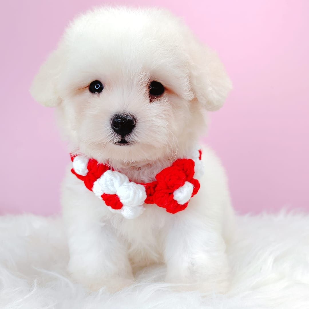 Bichonpoo 泰迪熊