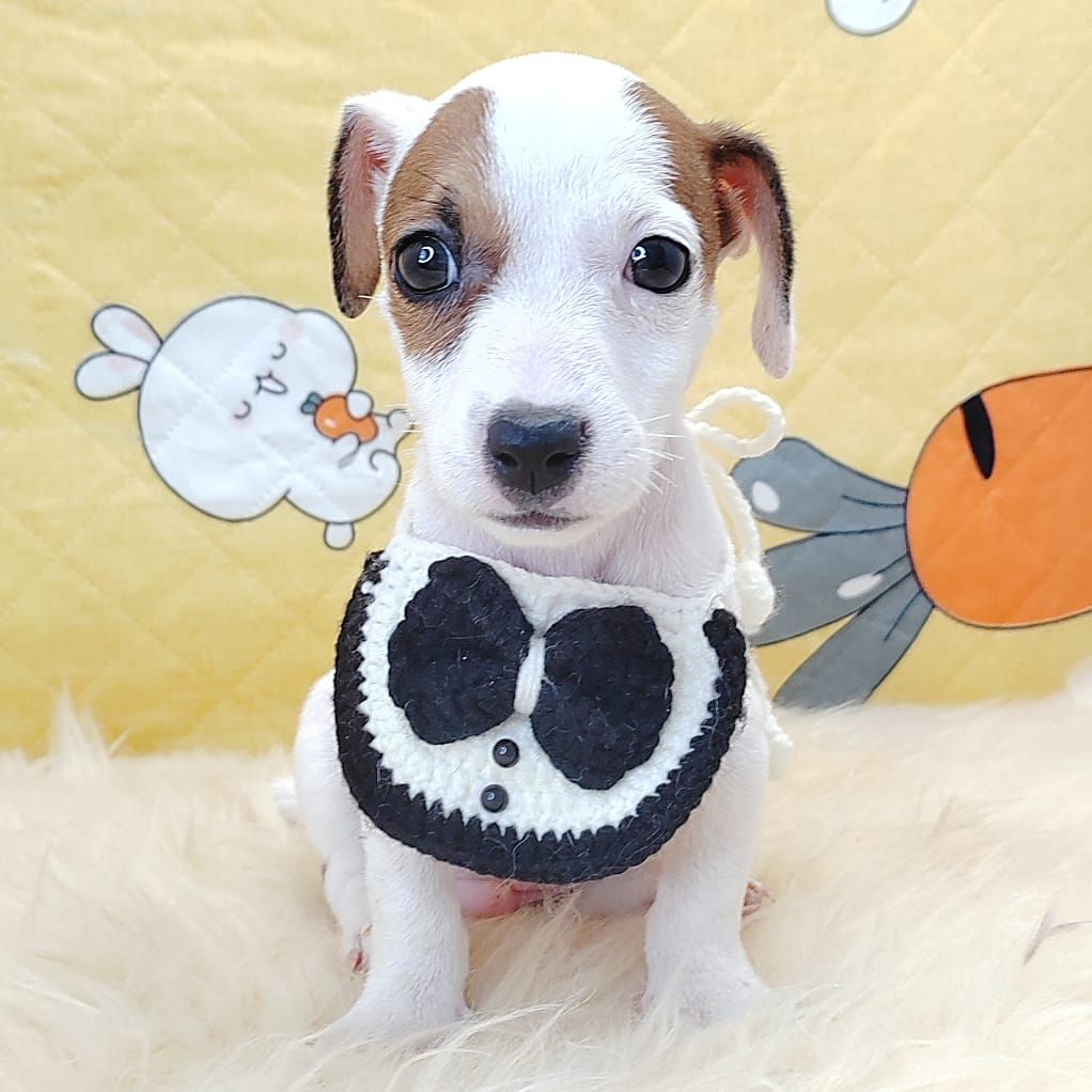 Jack Russell Terrier 杰克罗素梗