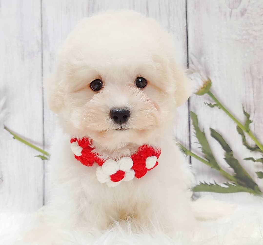 Maltipoo 马尔泰迪