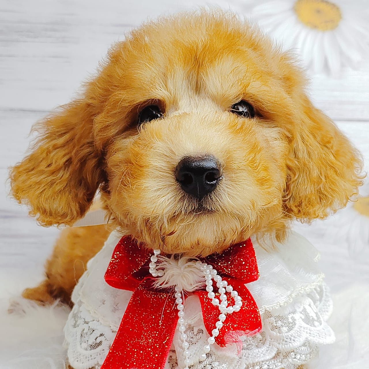 Poodle 娉拌开璐靛