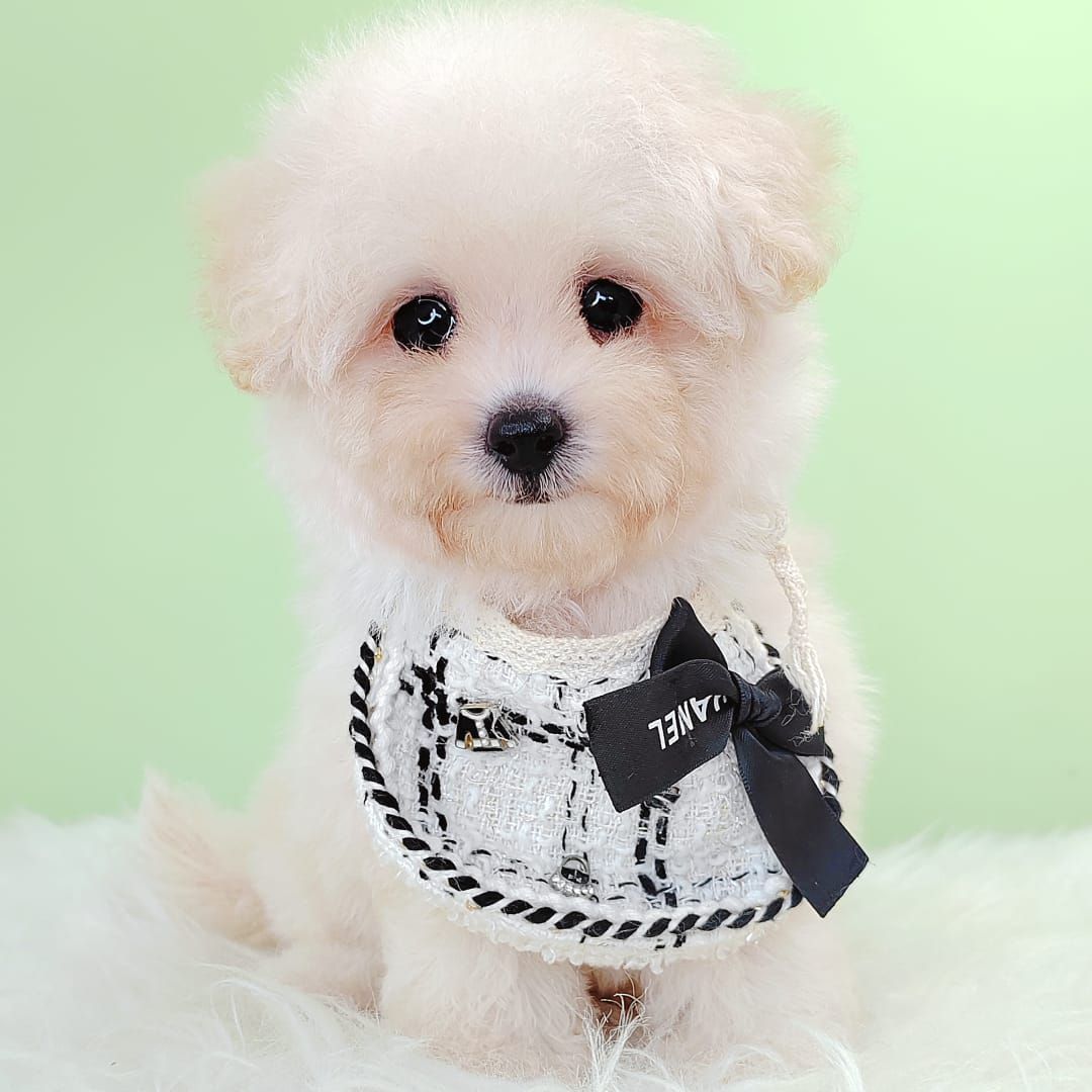 Bichonpoo 泰迪熊