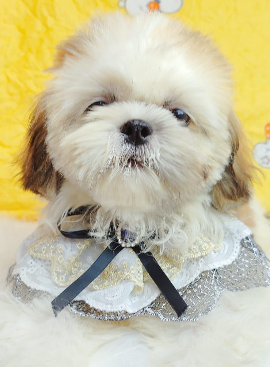 Shih Tzu 西施