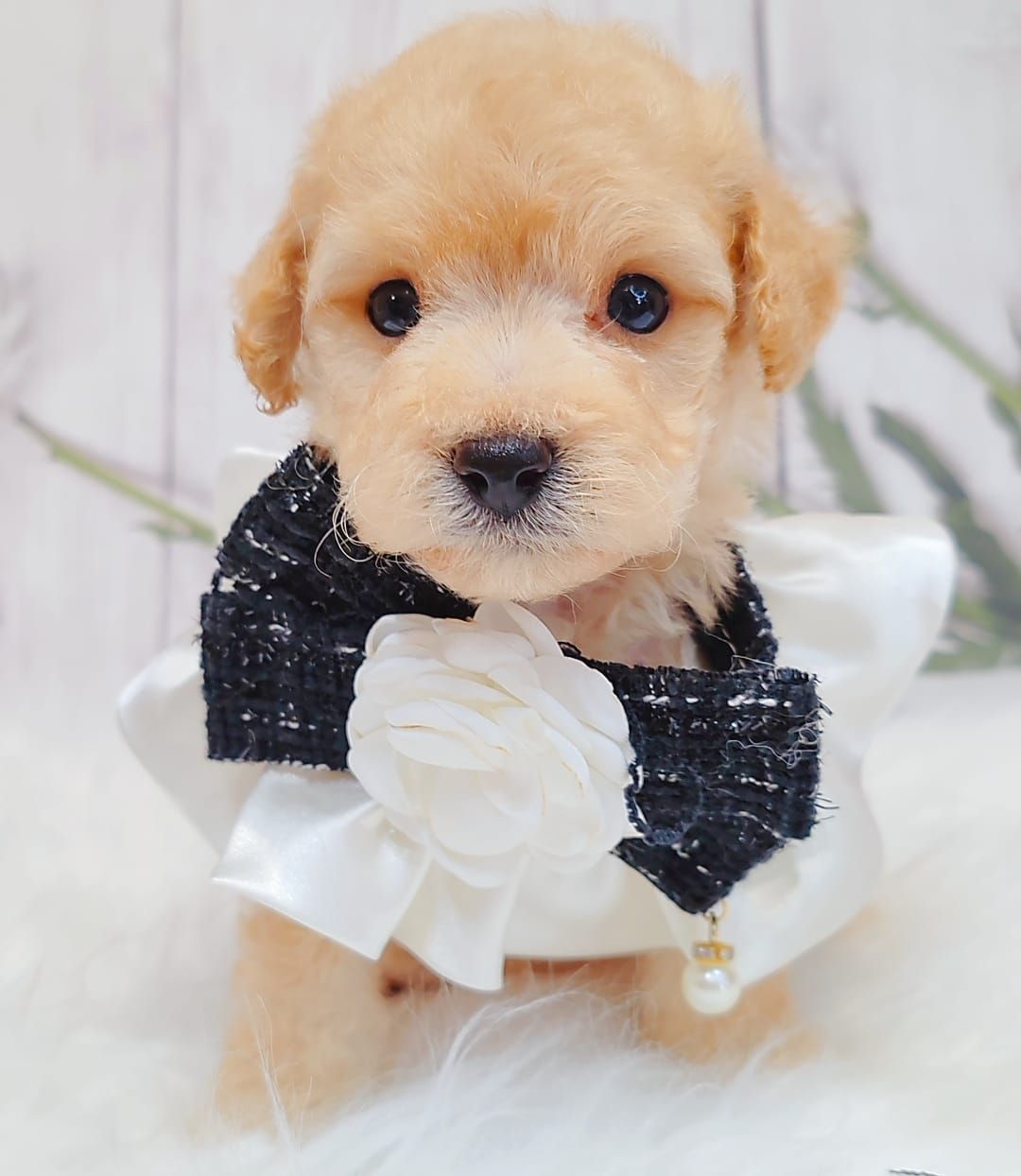 Maltipoo 马尔泰迪