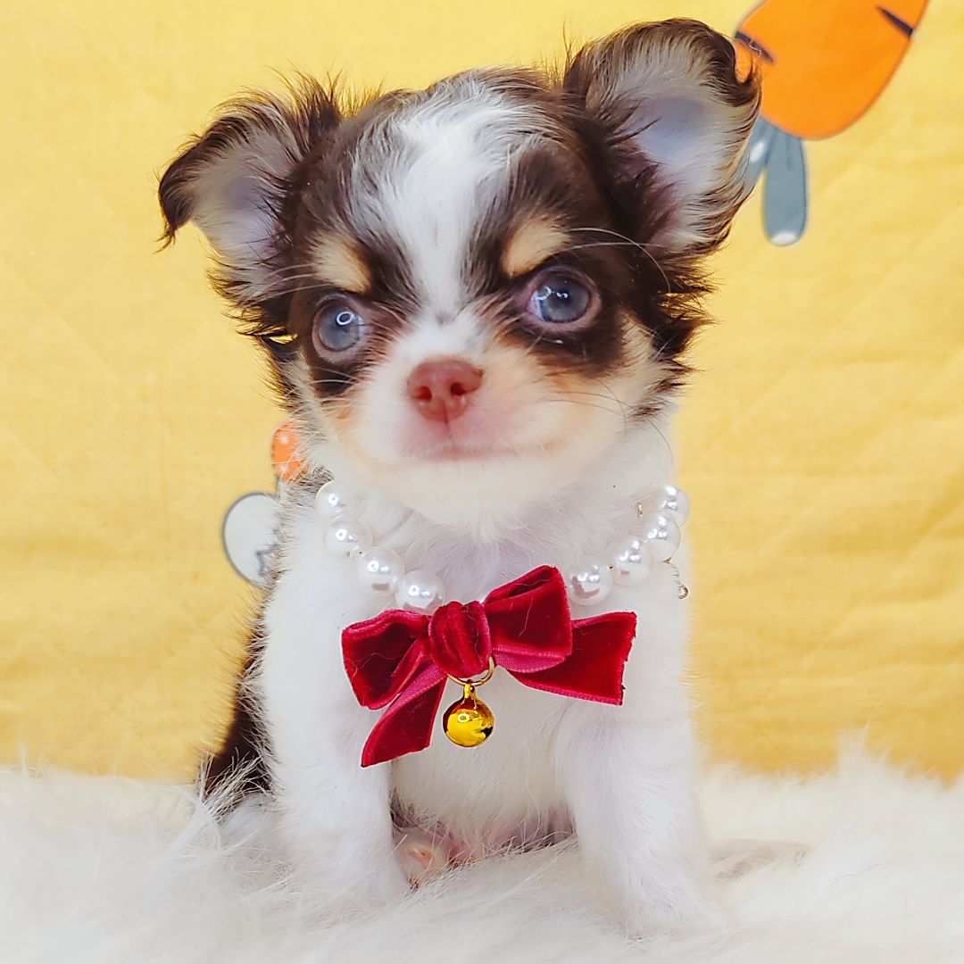 Chihuahua 吉娃娃