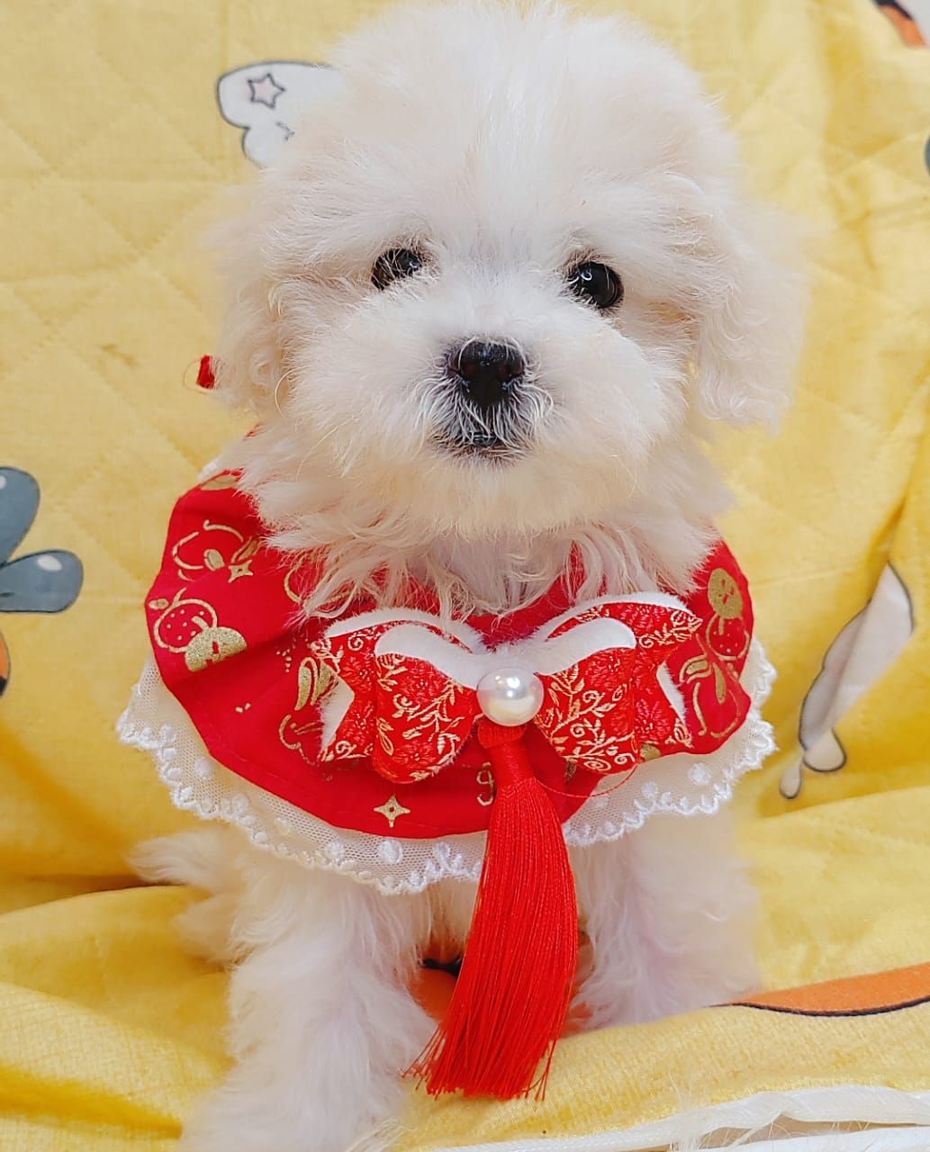 Bichon Frise 比熊