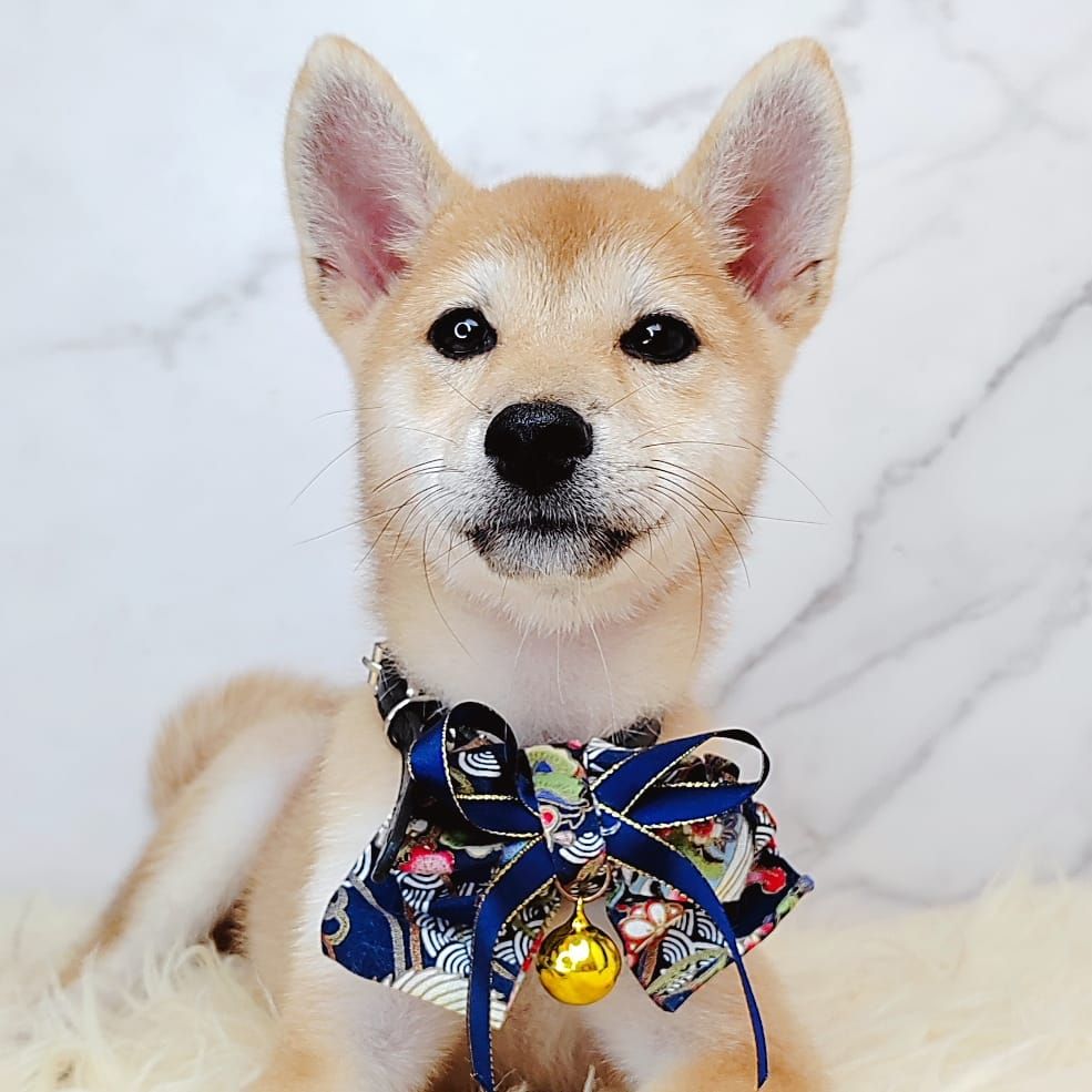 Shiba Inu 柴犬