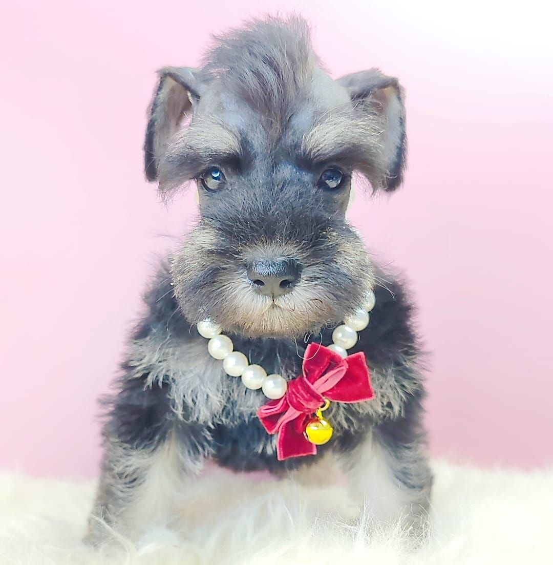 Schnauzer 雪纳瑞
