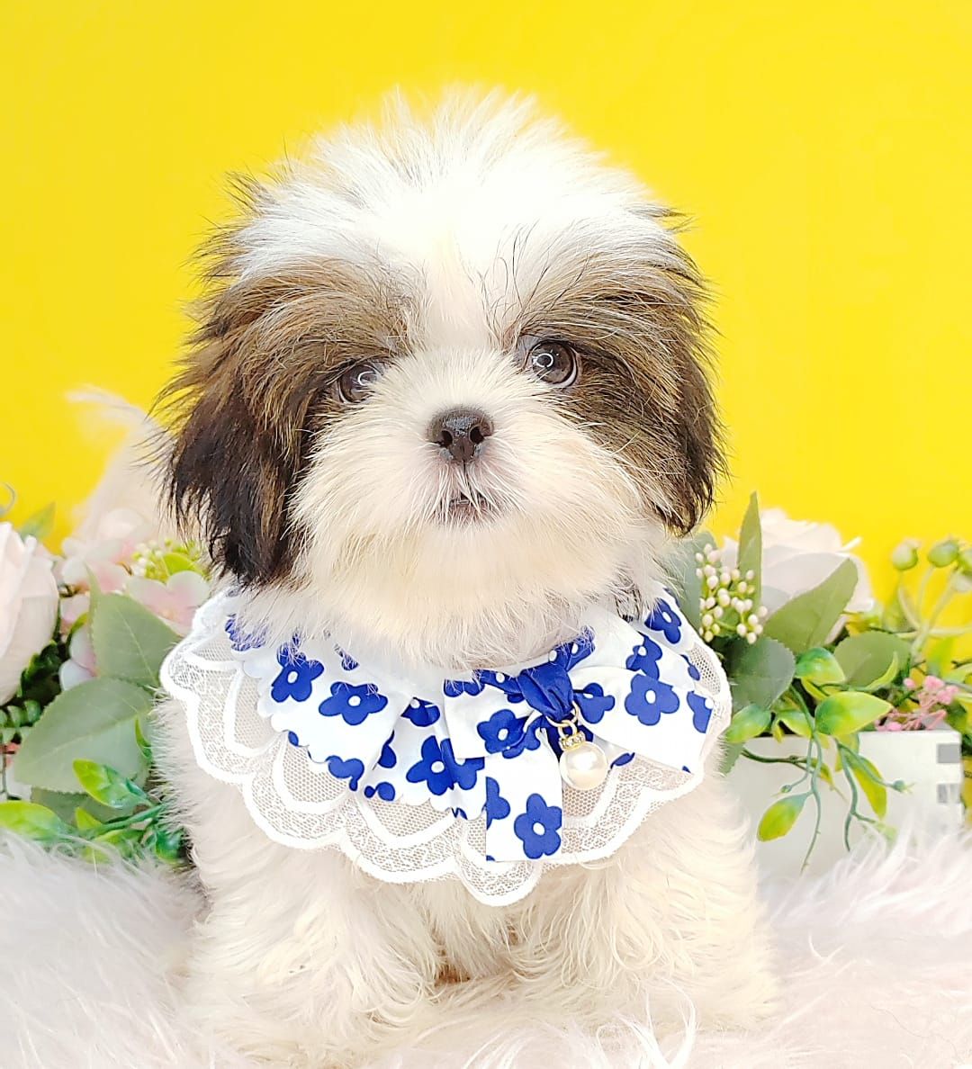 Shih Tzu 西施