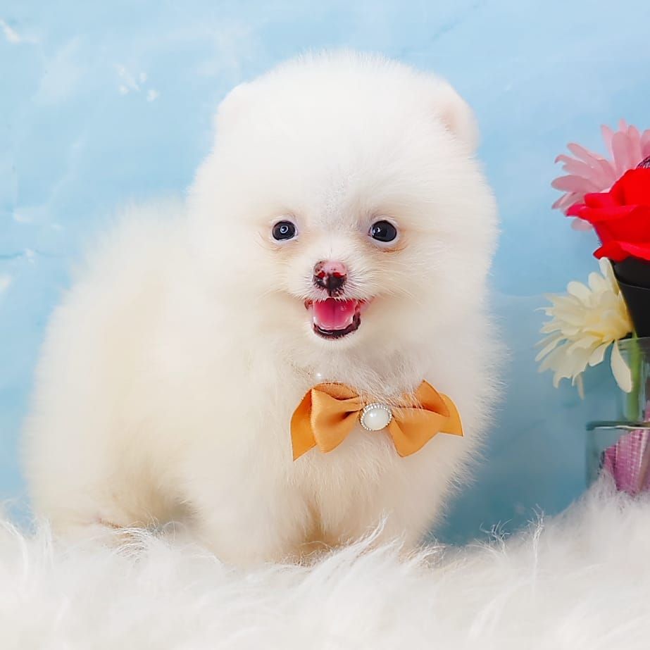 Pomeranian 博美