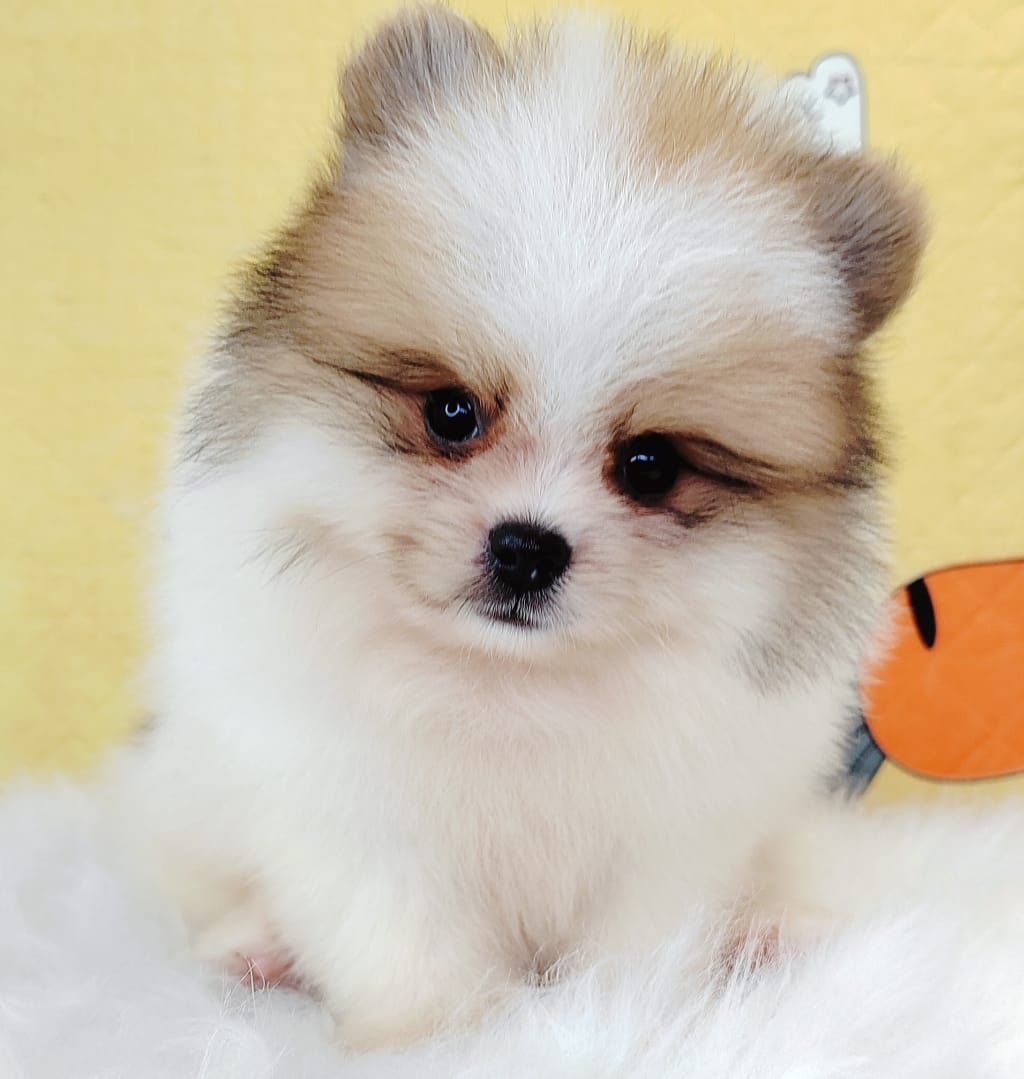 Pomeranian 博美